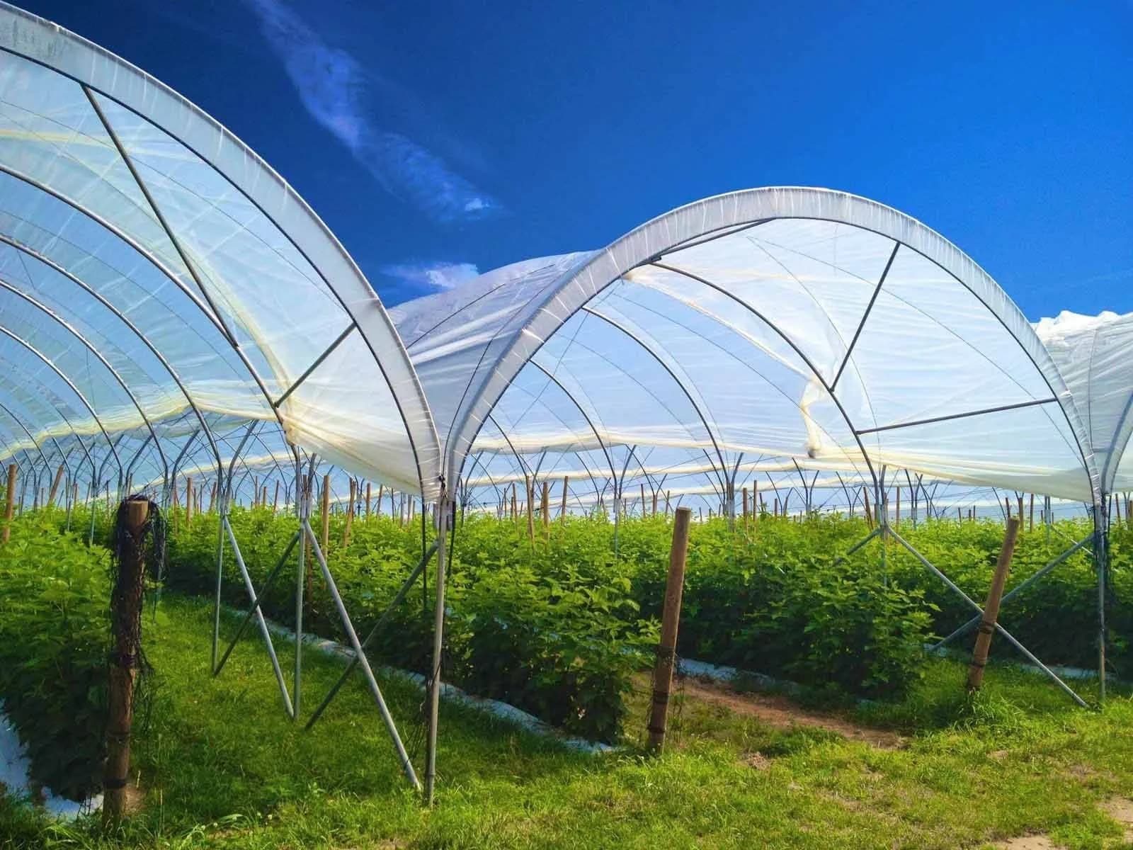 Greenhouse Film Installation