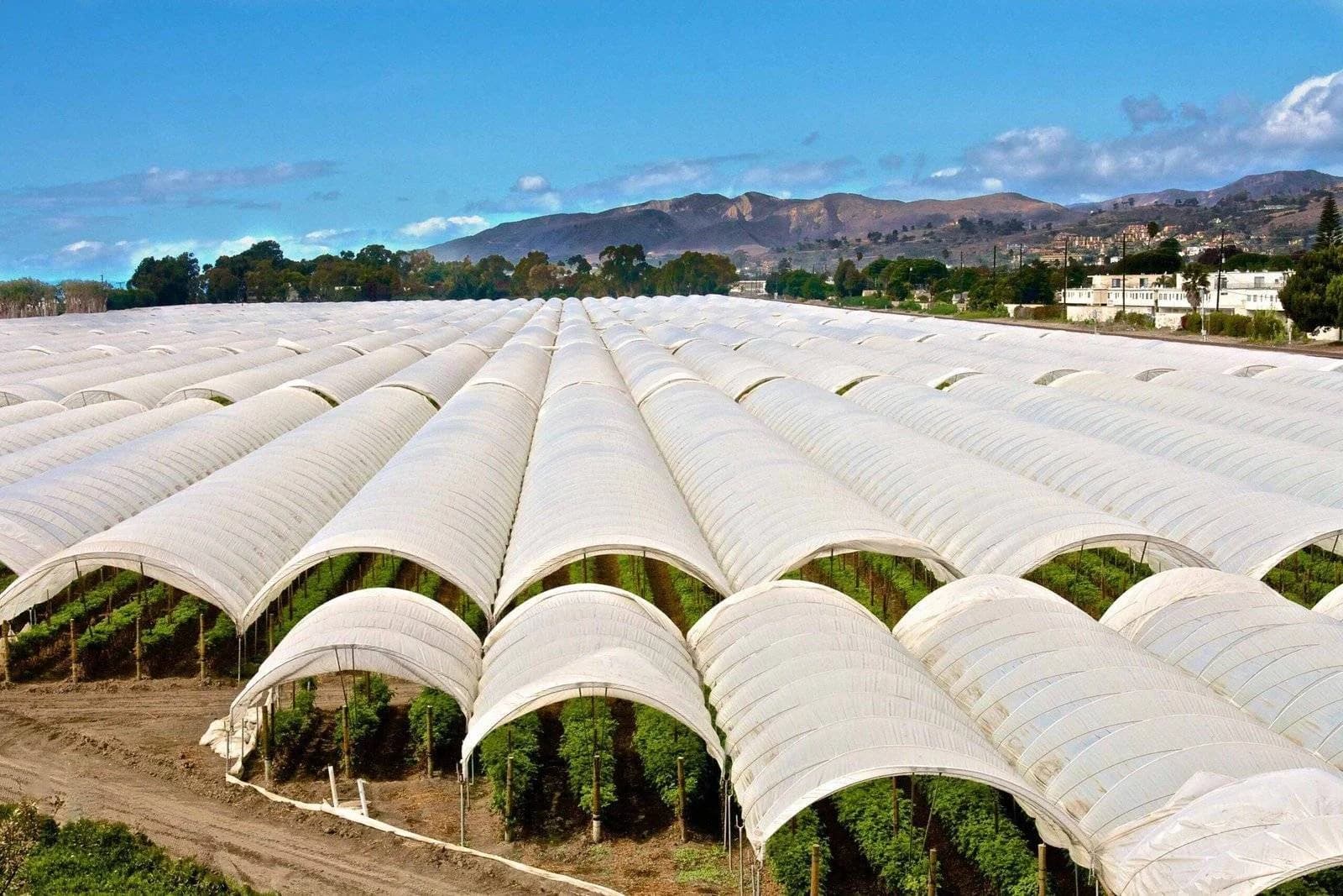 Greenhouse Film in Use