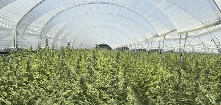 Greenhouse Film Protection