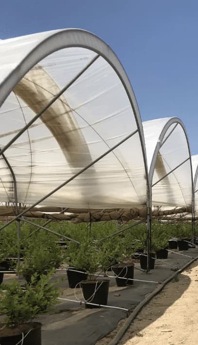 Greenhouse Film Durability