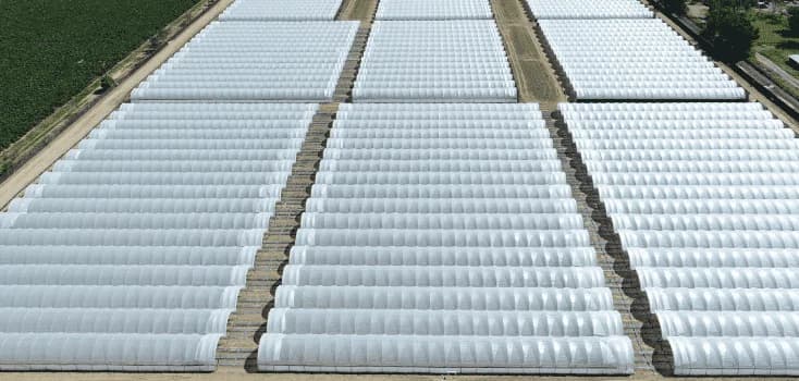 Greenhouse Film Quality