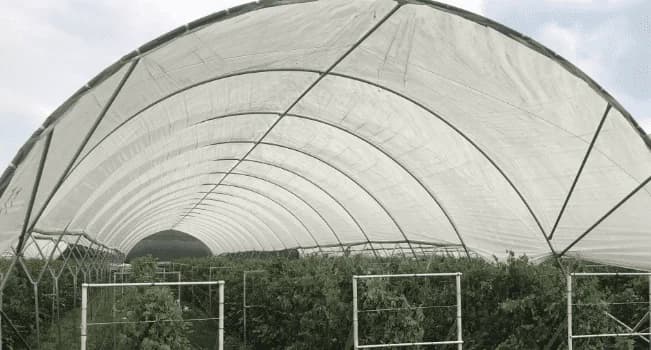 Greenhouse Film Benefits
