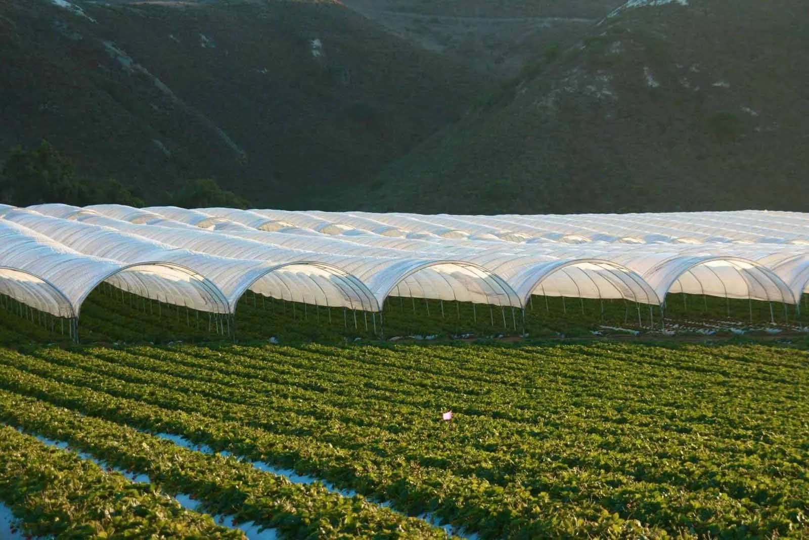 Greenhouse Film Application