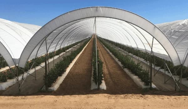 Greenhouse Film Results