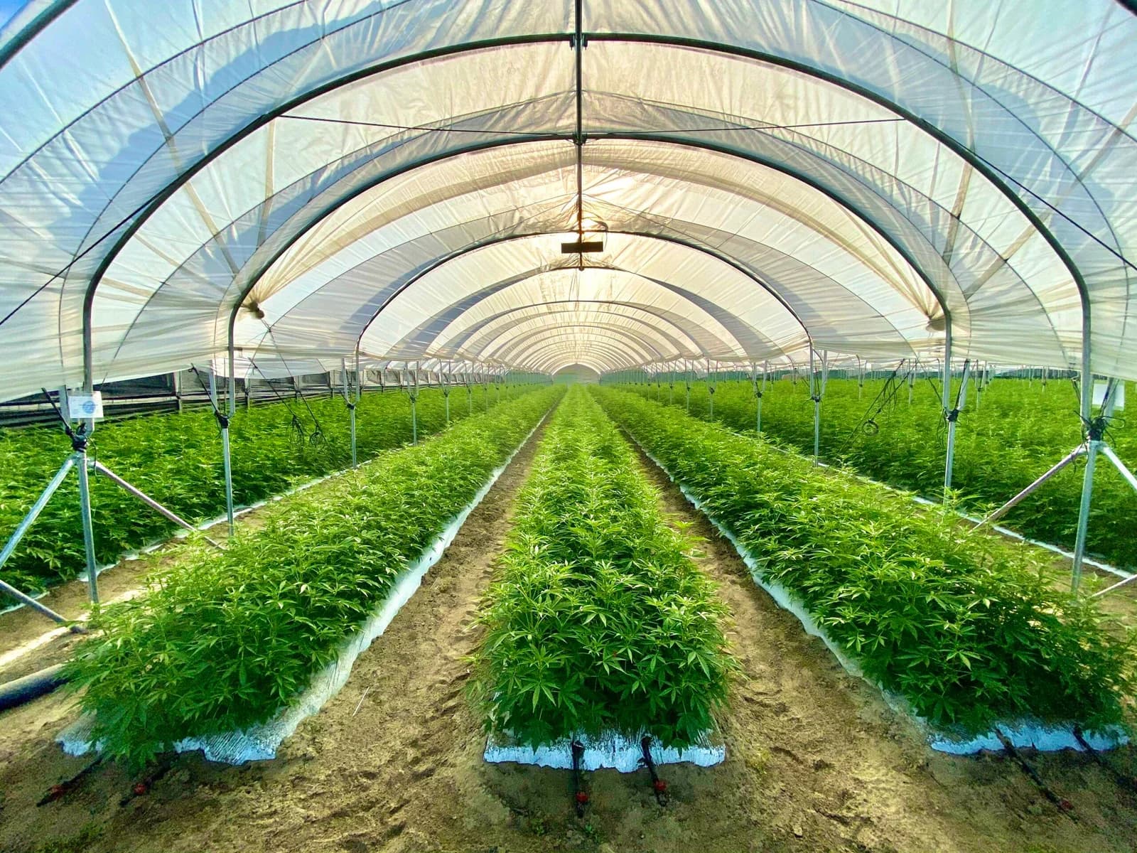 Better Light Control for Healthier Crops