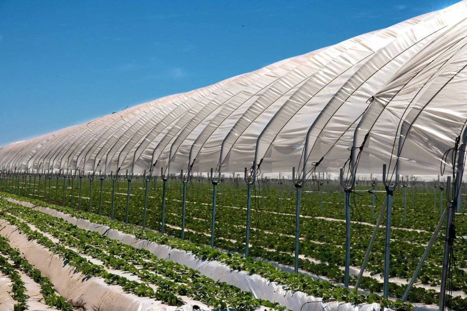 Ideal for Hoop House and Large Greenhouses